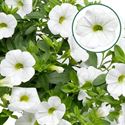 Bild von Calibrachoa P12 White